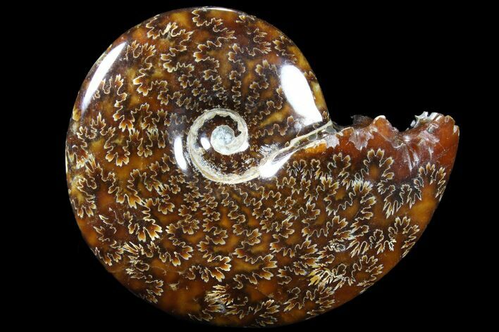 Polished, Agatized Ammonite (Cleoniceras) - Madagascar #83054